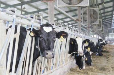 奶牛抗体有助开发疾病新疗法